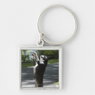 Boston Terrier 2 Keychain