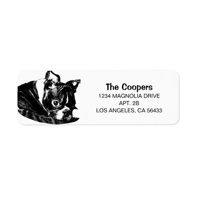 Boston Terrier Adresse (Devant)