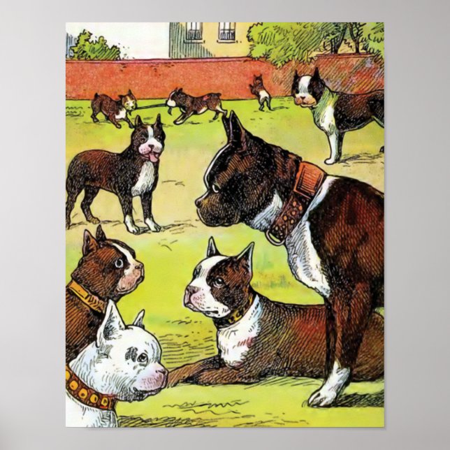 Boston Terrier and Puppies Vintage Illustration Poster (Front)
