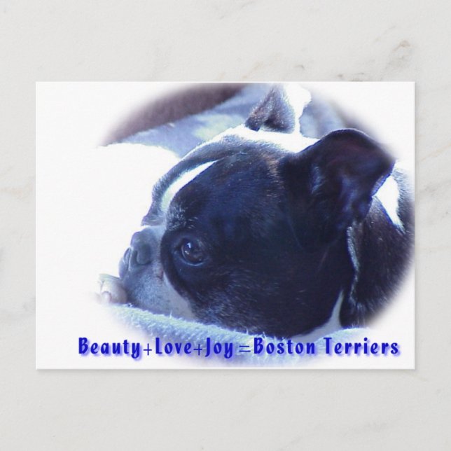 Boston Terrier:  Beauty, Love, Joy Postcard (Front)