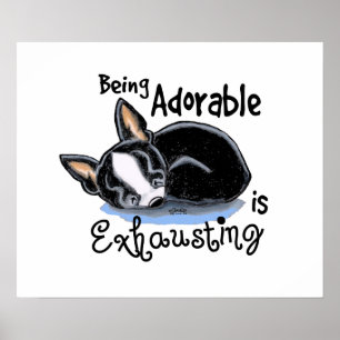 Boston Terrier Being Adorable Poster