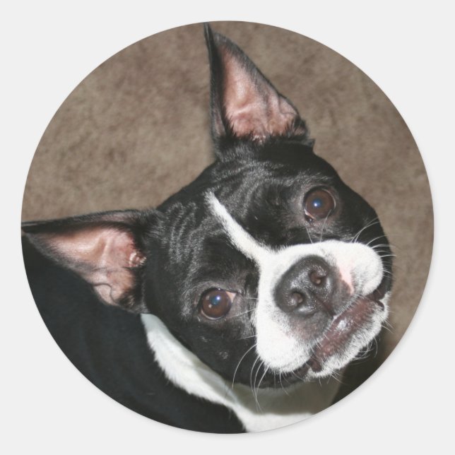 Boston Terrier:  Bright Face Classic Round Sticker (Front)