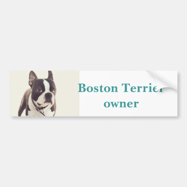 boston terrier bumper sticker (Front)