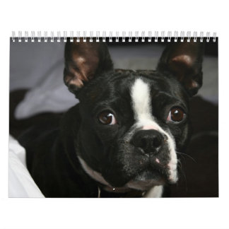Boston Terrier Calendar 2009