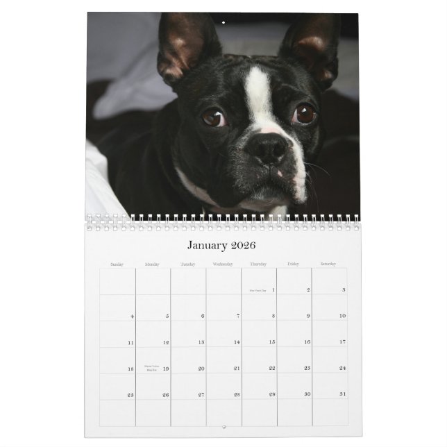 Boston Terrier Calendar 2009 (Jan 2026)