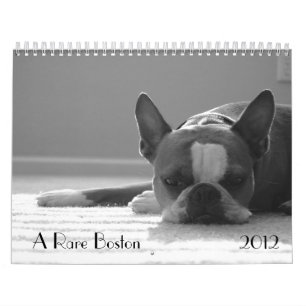 Boston Terrier Calendar 2012