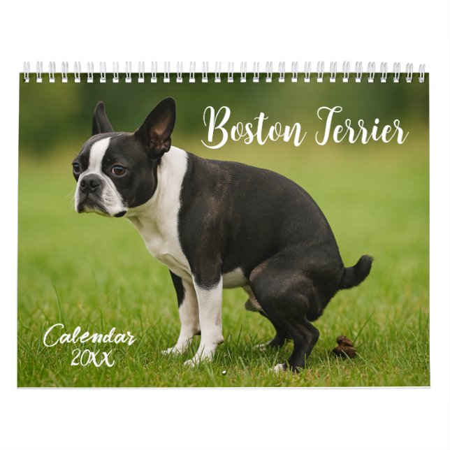 Boston Terrier calendrier 2026 (Protection)