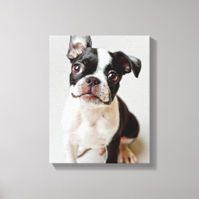 Boston Terrier Canvas Print (Front)