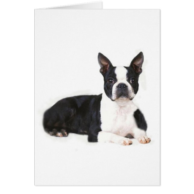 Boston Terrier Card (Front)