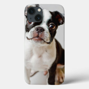 Boston Terrier iPhone 13 Case