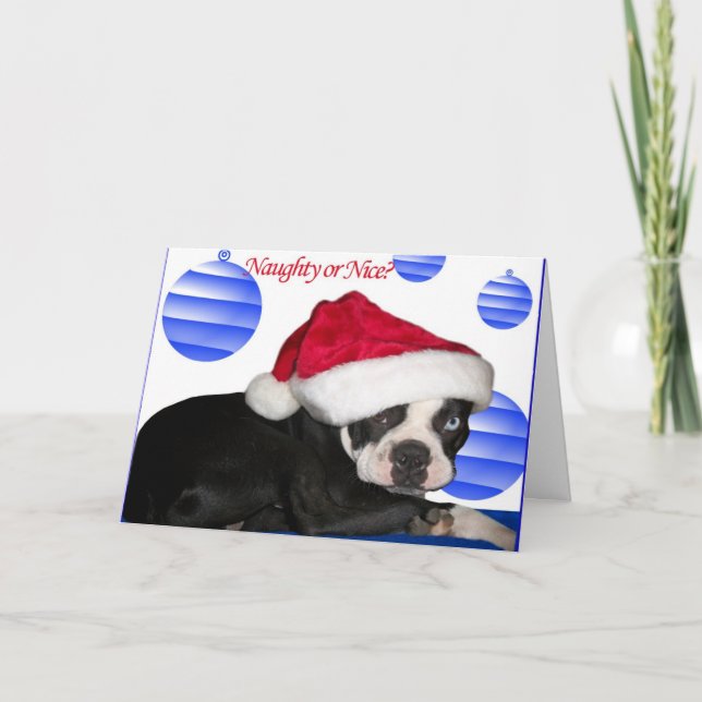 Boston Terrier Christmas Card (Front)