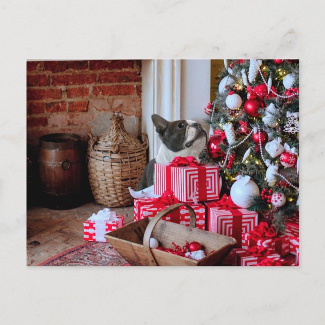 Boston Terrier Christmas Holiday Postcard (Front)