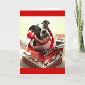 Boston Terrier Christmas Present Card