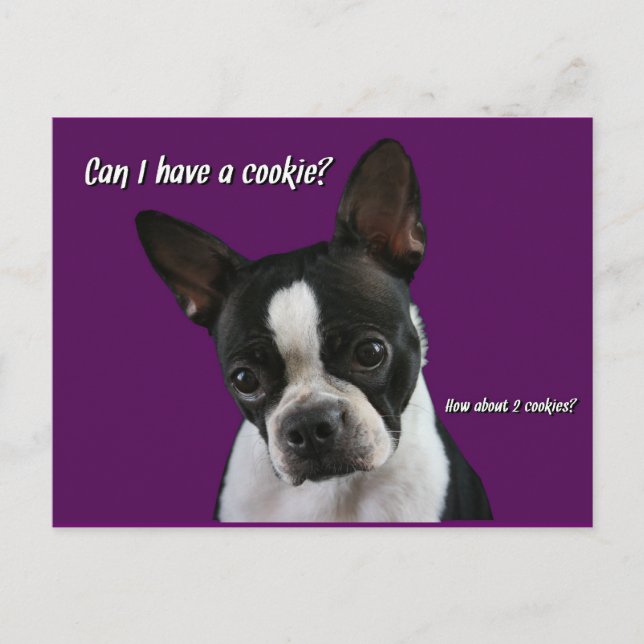 Boston Terrier:  Cookie please? Postcard (Front)