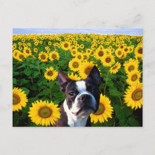 Boston Terrier dans Sunflowers carte postale