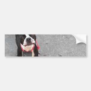 Boston Terrier Dog Bumper Sticker