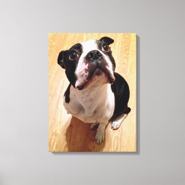 Boston Terrier Dog Canvas Print (Front)