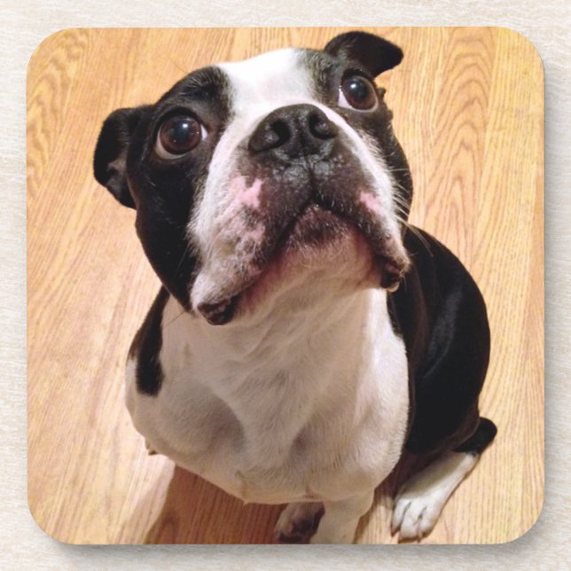Boston Terrier Dog Coaster (Front)