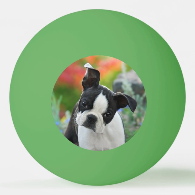 Boston Terrier Dog Cute Puppy Animal Head Photo Ping Pong Ball (Front)