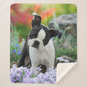 Boston Terrier Dog Cute Puppy Animal Head Photo .. Sherpa Blanket