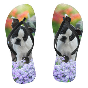 Boston shop terrier shoes