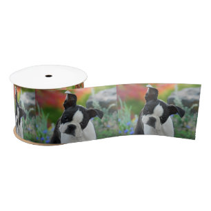 Boston Terrier Dog Cute Puppy Portrait Pet Photo - Satin Ribbon