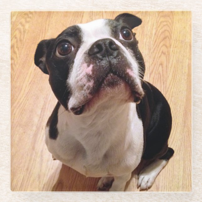 Boston Terrier Dog Glass Coaster (Front)