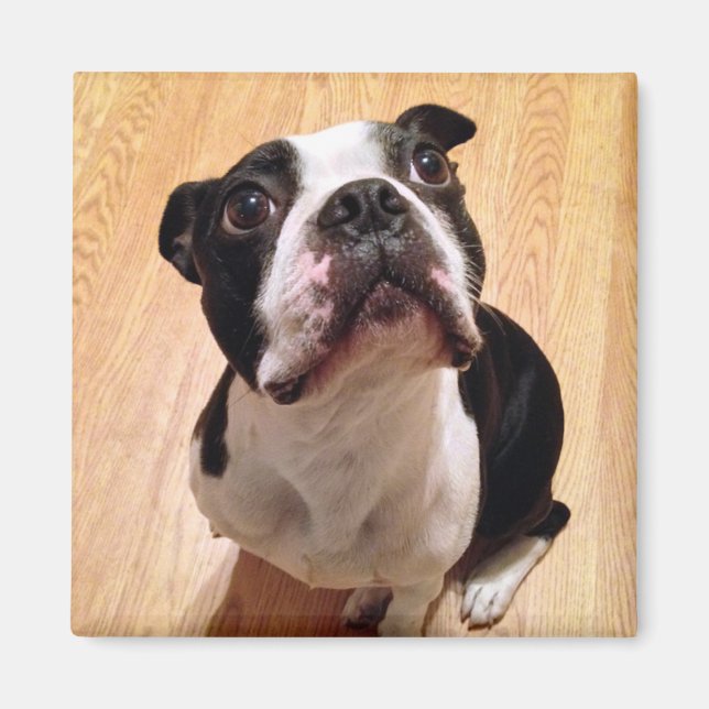 Boston Terrier Dog Magnet (Front)