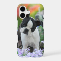 Boston Terrier Dog Puppy