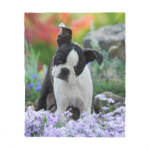 Boston Terrier Dog Puppy cozy
