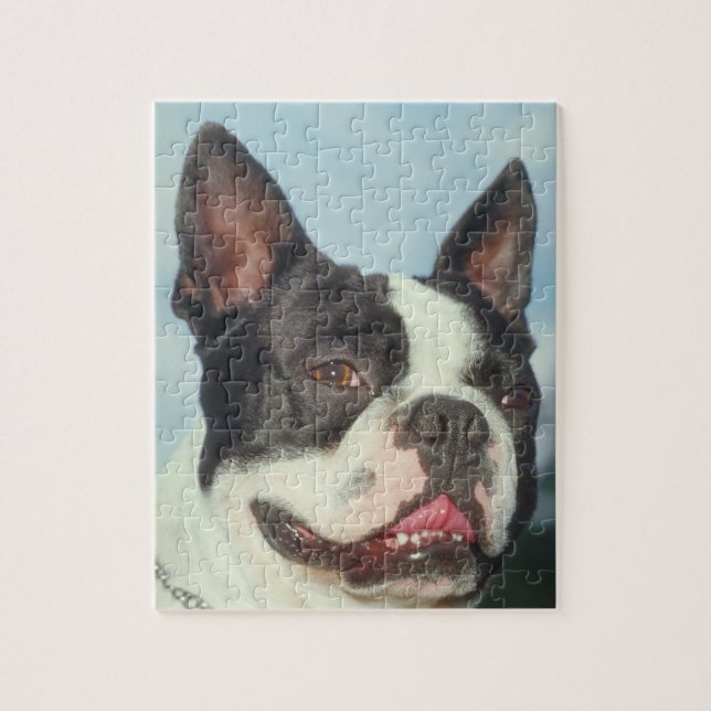 Boston Terrier Dog Puzzle (Vertical)