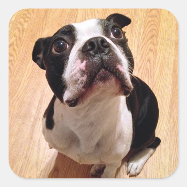 Boston Terrier Dog Square Sticker (Front)
