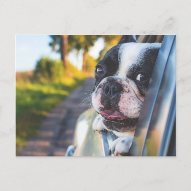 Boston Terrier Dog Sticking Head out Car Window Holiday Postcard (Front)
