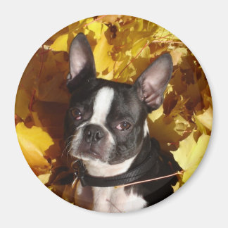 Boston Terrier Dog Surrounded by Fall Leaves Magne Magnet