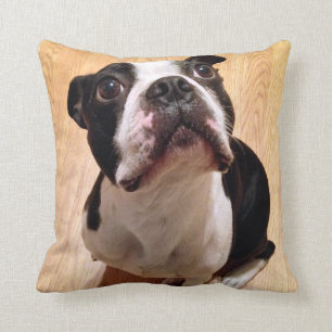 Boston Terrier Dog Throw Pillow