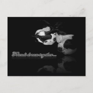Boston Terrier Dreams - Postcard