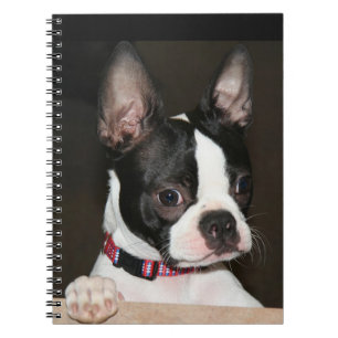 Boston Terrier face Notebook