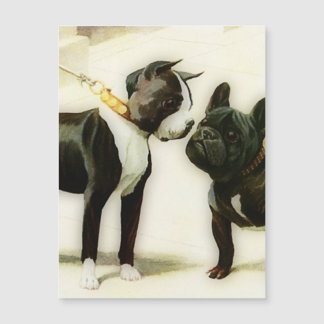 BOSTON TERRIER&FRENCH BULLDOG (Front)