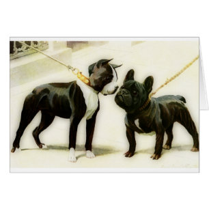 BOSTON TERRIER&FRENCH BULLDOG