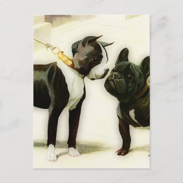 BOSTON TERRIER&FRENCH BULLDOG POSTCARD (Front)