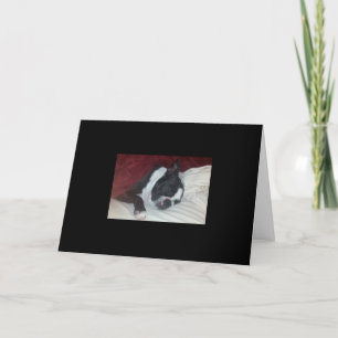 Boston Terrier Get Well Card