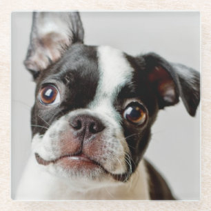 Boston Terrier Glass Coaster