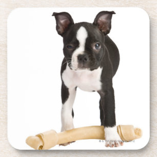 Boston terrier guarding twisty bone coaster
