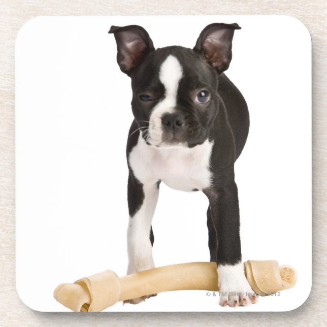 Boston terrier guarding twisty bone coaster (Front)