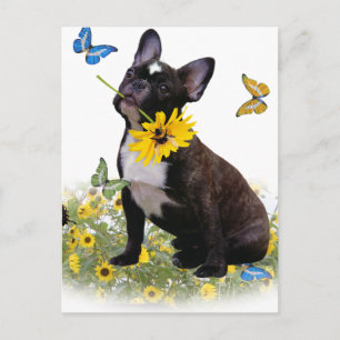 Boston Terrier Holds Daisy Postcard