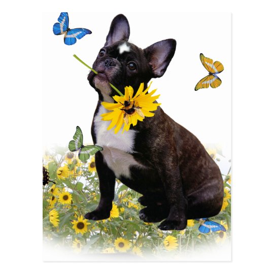 Boston Terrier Holds Daisy Postcard
