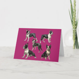Boston Terrier Illustration Card