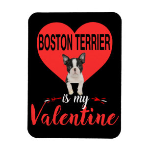 Boston Terrier Is My Valentine Gifts Magnet