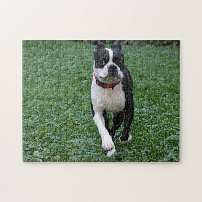 Boston terrier jigsaw puzzle (Horizontal)