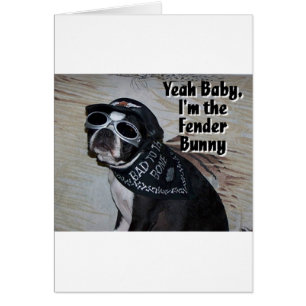 Boston Terrier :  Lapin d'amortisseur